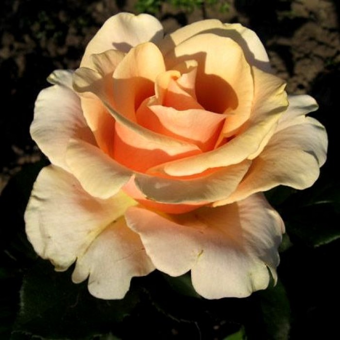 Роза чайно-гибрид. Примадонна
